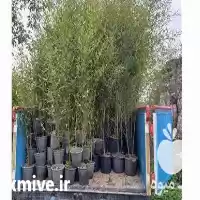 فروش نهال خیزران در لاهیجان در گروه خرید و فروش نهال بامبو در یکمیوه