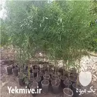 نهال بامبو همیشه سبز در لاهیجان در گروه خرید و فروش نهال بامبو در یکمیوه