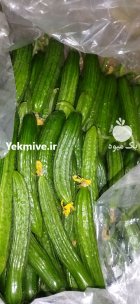 فروش خیار درجه یک صادراتی در گروه خرید و فروش خیار در یکمیوه