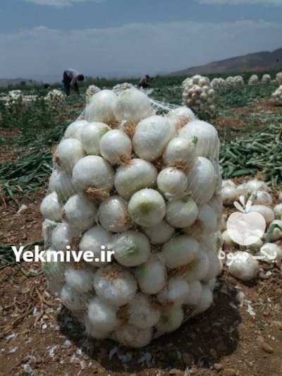 بذر پیاز سفید مینروا در اهواز در گروه خرید و فروش بذر پیاز در یکمیوه -عکس2