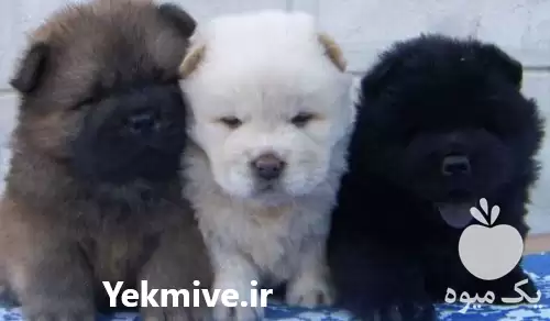 فروش توله چاو چاو در تهران در گروه سگ و گربه در یکمیوه -عکس1