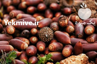 خرید و فروش بلوط خوراک دامی در لردگان در گروه خوراک دام و طیور در یکمیوه -عکس1