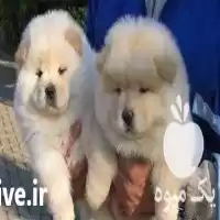 مرجع پرورش فروش سگ چاوچاو در تهران در گروه سگ و گربه در یکمیوه