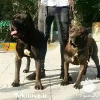 قیمت خرید توله های سگ نگهبان در تهران در گروه سگ و گربه در یکمیوه