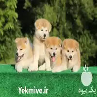 سگ آکیتا ژاپنی فروش سگ آکیتا در گروه سگ و گربه در یکمیوه