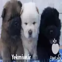 فروش توله چاو چاو در تهران در گروه سگ و گربه در یکمیوه