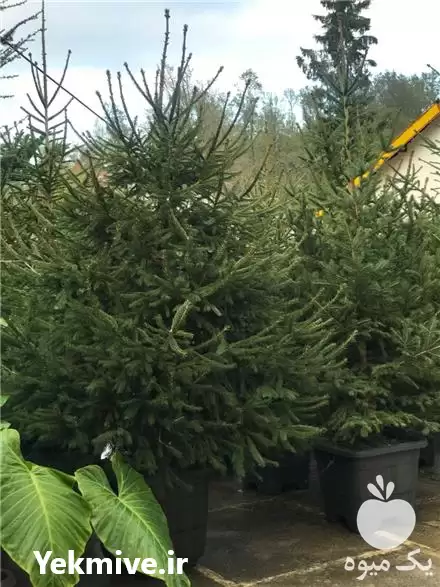 فروش گل و گیاه و کاج در تنکابن در گروه خرید و فروش گیاهان زینتی در یکمیوه -عکس1