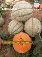بذر ملون خربزه و یونا در اهواز در گروه خرید و فروش بذر ملون در یکمیوه
