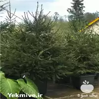 فروش گل و گیاه و کاج در تنکابن در گروه خرید و فروش گیاهان زینتی در یکمیوه