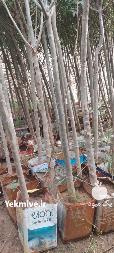 نهال جریمه شهرداری بن ٢٠ زبان در ری  در گروه خرید و فروش نهال در یکمیوه -عکس2