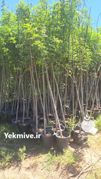 نهال جریمه شهرداری بن ٢٠ زبان در ری  در گروه خرید و فروش نهال در یکمیوه -عکس4