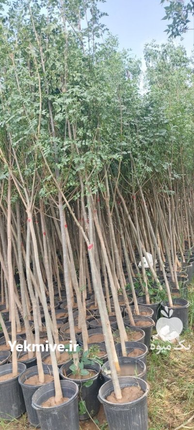 نهال جریمه شهرداری بن ٢٠ زبان در ری  در گروه خرید و فروش نهال در یکمیوه -عکس3