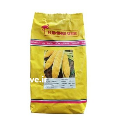 فروش بذر ذرت هیبرید سمیرا فلامینگو در گروه خرید و فروش بذر ذرت در یکمیوه -عکس1