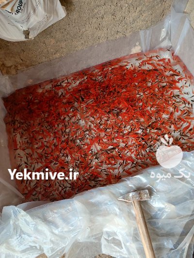 پیش فروش ماهی قرمز در سنندج در کردستان در گروه خرید و فروش انواع ماهی در یکمیوه -عکس1