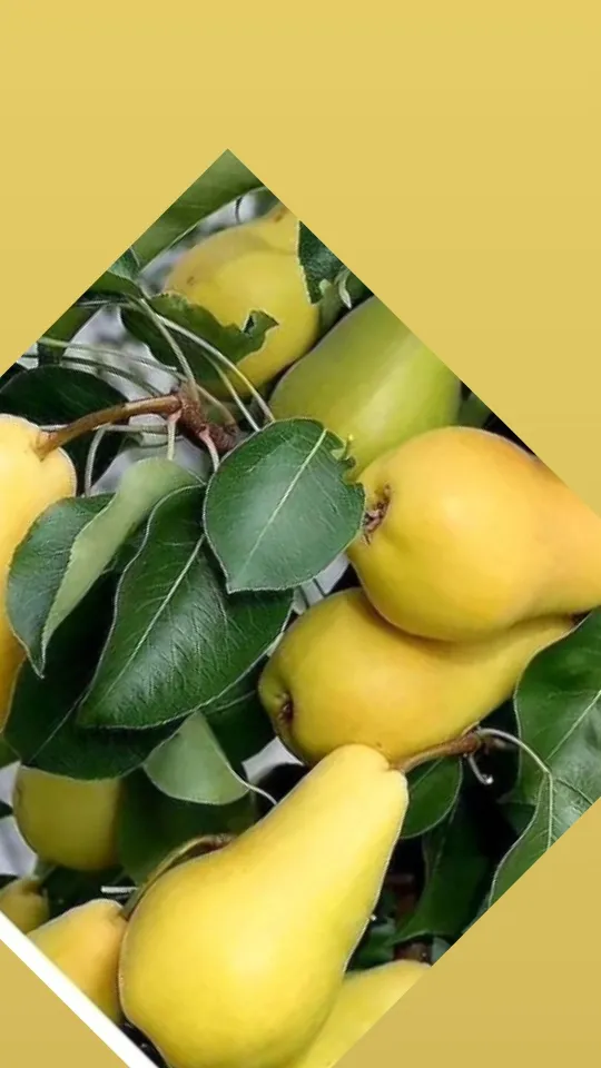 راهنمای کاشت نهال گلابی دماوند در لواسان در گروه خرید و فروش نهال گلابی در یکمیوه -عکس1