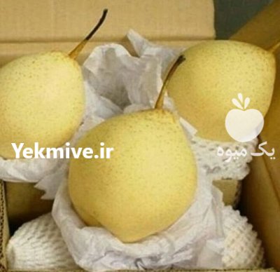 راهنمای کاشت نهال گلابی دماوند در لواسان در گروه خرید و فروش نهال گلابی در یکمیوه -عکس2