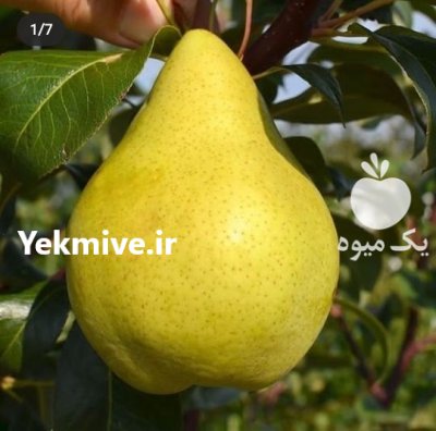 راهنمای کاشت نهال گلابی دماوند در لواسان در گروه خرید و فروش نهال گلابی در یکمیوه -عکس3