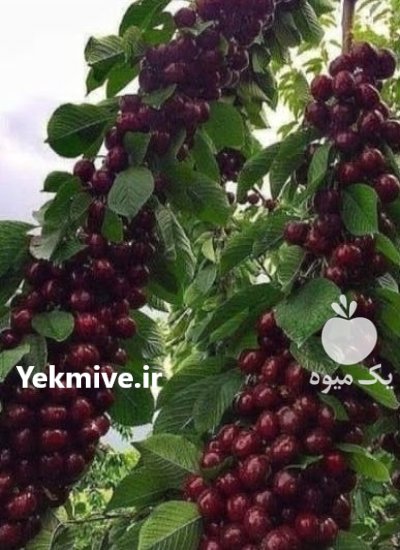 راهنمای کاشت نهال گیلاس آلبالو دیواندره در گروه خرید و فروش نهال میوه در یکمیوه -عکس2