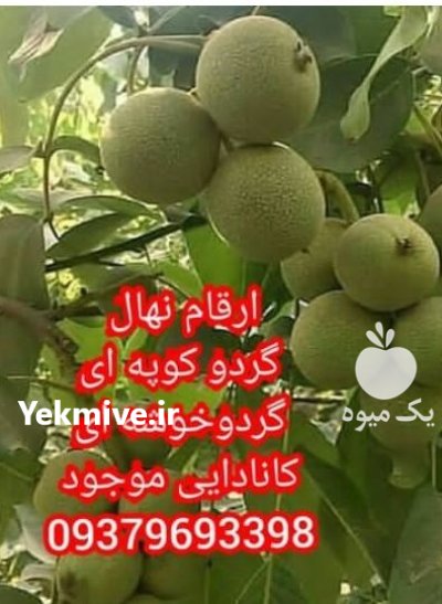 راهنمای کاشت نهال گردو ژنوتیپ ژنتیکی در تبریز در گروه خرید و فروش نهال گردو در یکمیوه -عکس2