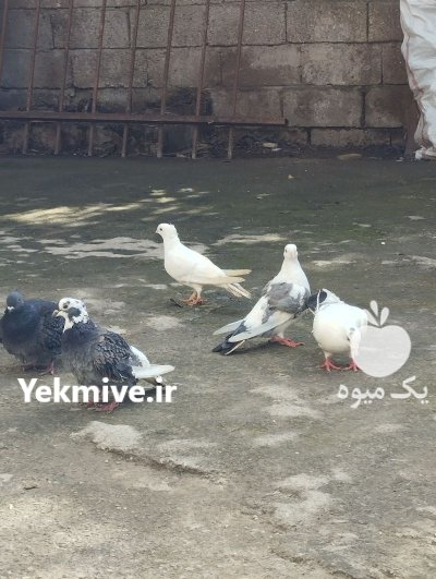 فروش کبوتر پرشی ساعت بالا در آمل در گروه خرید و فروش انواع پرنده در یکمیوه -عکس2