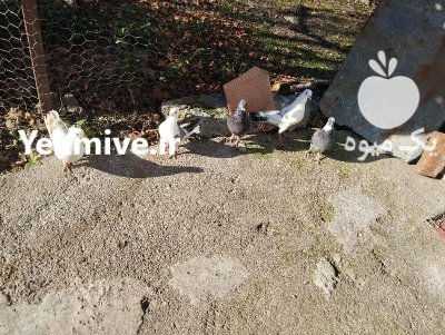 فروش کبوتر پرشی ساعت بالا در آمل در گروه خرید و فروش انواع پرنده در یکمیوه -عکس3