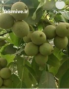 فروش نهال گردو در مریوان در ارومیه در گروه خرید و فروش نهال گردو در یکمیوه