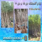نهال جریمه شهرداری بن ٢٠ زبان در ری  در گروه خرید و فروش نهال در یکمیوه
