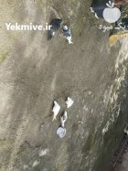 فروش کبوتر پرشی ساعت بالا در آمل در گروه خرید و فروش انواع پرنده در یکمیوه