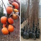 راهنمای کاشت نهال شلیل