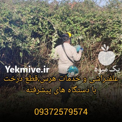 علفتراشی و قطع درخت هرس با دستگاه در چالوس در گروه خدمات باغبانی در یکمیوه -عکس1