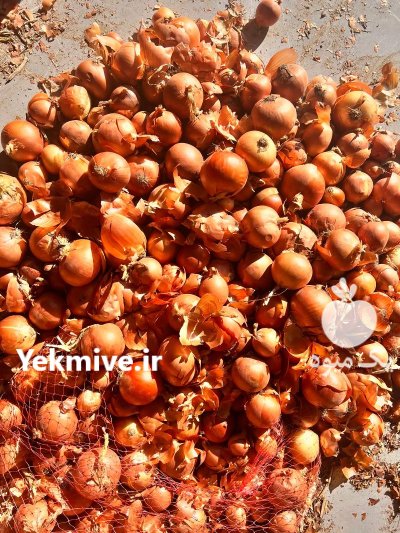 فروش پیاز زرد فلات در بجنورد در گروه خرید و فروش پیاز در یکمیوه -عکس1