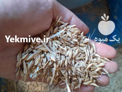 فروش جو محلی آبی در گروه خرید و فروش گندم و جو در یکمیوه -عکس1