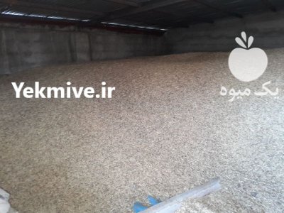 فروش جو محلی آبی در گروه خرید و فروش گندم و جو در یکمیوه -عکس2