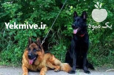 فروش سگ ژرمن شپرد فروش ژرمن شپرد در گرگان در گروه سگ و گربه در یکمیوه -عکس1