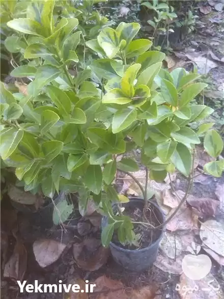 قیمت خرید شمشاد طلایی گلدانی در تهران در گروه خرید و فروش گیاهان زینتی در یکمیوه -عکس1