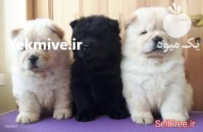 فروش توله چاوچاو فروش سگ بالغ در همدان در گروه سگ و گربه در یکمیوه -عکس1