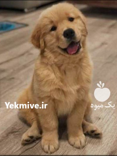 فروش سگ گلدن رتریور نر و ماده در کمال شهر در گروه سگ و گربه در یکمیوه -عکس1