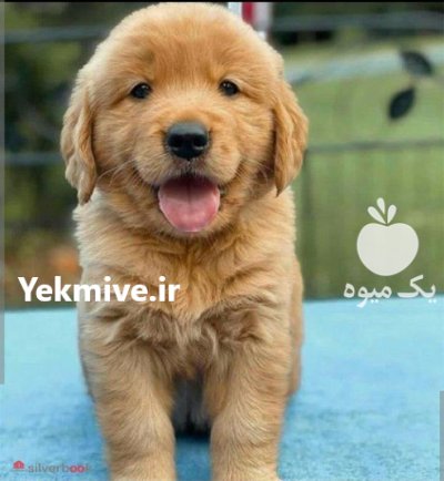 فروش سگ گلدن رتریور نر و ماده در کمال شهر در گروه سگ و گربه در یکمیوه -عکس2