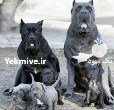 فروش سگ کنکورسو توله بالغ نر در چهارباغ در گروه سگ و گربه در یکمیوه -عکس1