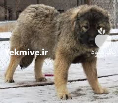 فروش توله سگ قفقازی نر و ماده در محمدشهر در گروه سگ و گربه در یکمیوه -عکس1