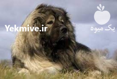 فروش توله سگ قفقازی نر و ماده در محمدشهر در گروه سگ و گربه در یکمیوه -عکس2