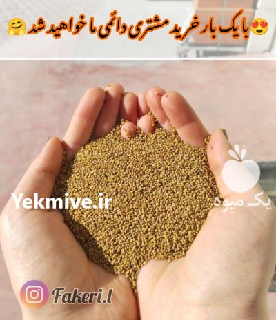 فروش بذر یونجه 100 درصد خالص در ماکو در گروه خرید و فروش بذر یونجه در یکمیوه -عکس2