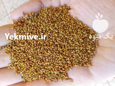 فروش بذر یونجه 100 درصد خالص در ماکو در گروه خرید و فروش بذر یونجه در یکمیوه -عکس3