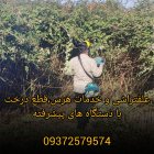 علفتراشی و قطع درخت هرس با دستگاه در چالوس در گروه خدمات باغبانی در یکمیوه