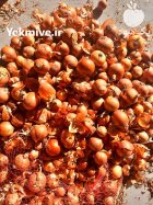 فروش پیاز زرد فلات در بجنورد در گروه خرید و فروش پیاز در یکمیوه