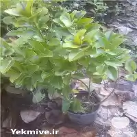 قیمت خرید شمشاد طلایی گلدانی در تهران در گروه خرید و فروش گیاهان زینتی در یکمیوه