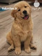 فروش سگ گلدن رتریور نر و ماده در کمال شهر در گروه سگ و گربه در یکمیوه
