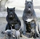 فروش سگ کنکورسو توله بالغ نر در چهارباغ در گروه سگ و گربه در یکمیوه