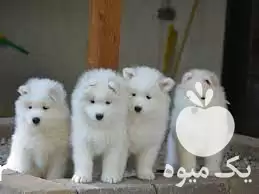 قیمت خرید توله ساموید قیمت خرید ساموید در تبریز در گروه سگ و گربه در یکمیوه -عکس1