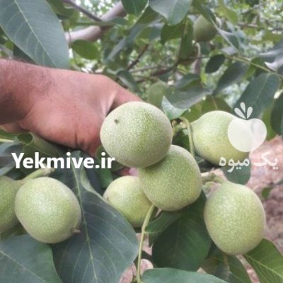 پیشنهاد برای کاشت نهال گردو ژنوتیپ در گروه خرید و فروش نهال گردو در یکمیوه -عکس1